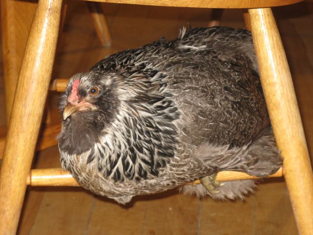 Amelia, the chicken, roosting on the legs of a dining room chair